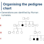 PEDIGREE CHARTS A Family History Of A Genetic