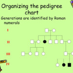 PPT Making A Pedigree Chart PowerPoint Presentation Free Download