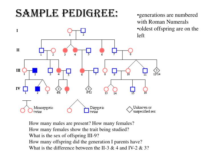 PPT Pedigree Analysis PowerPoint Presentation ID 2271913